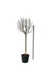 Beverboom Magnolia stellata Rosea