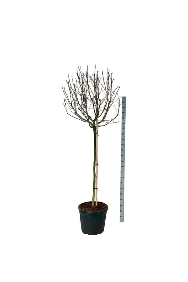 Beverboom Magnolia stellata Rosea