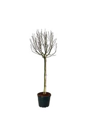 Beverboom Magnolia stellata Rosea