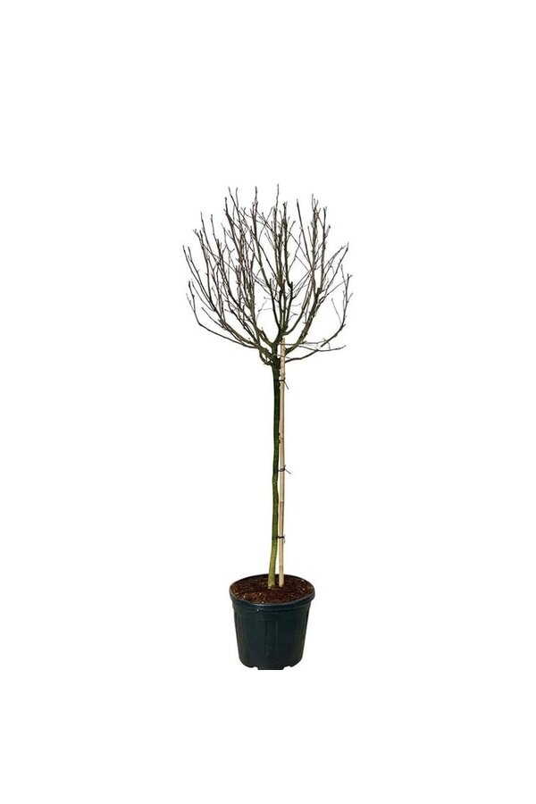 Beverboom Magnolia stellata Rosea