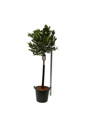 Beverboom Magnolia stellata Rosea