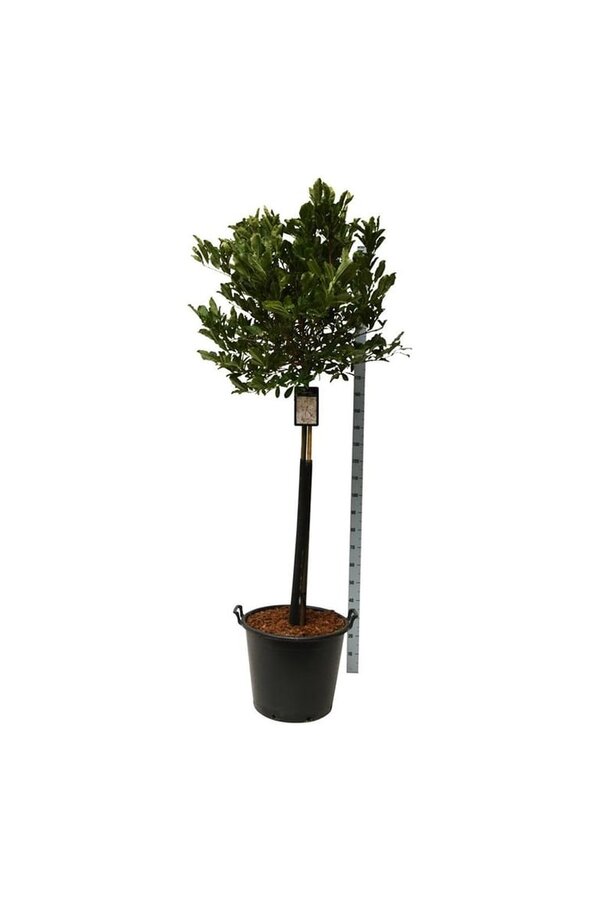 Beverboom Magnolia stellata Rosea