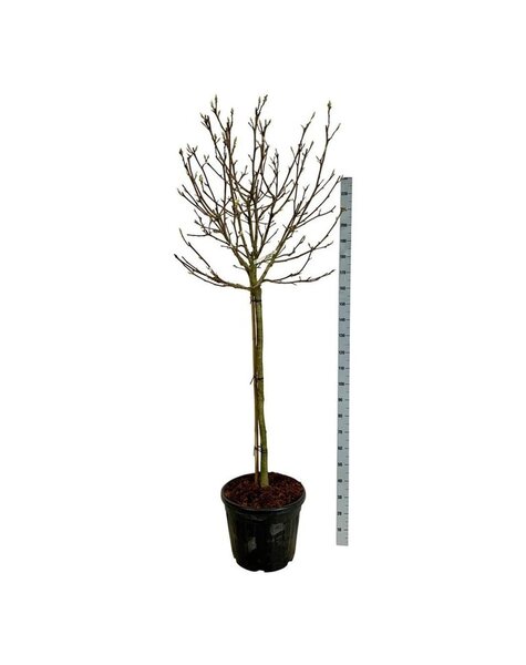 Magnolia