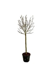 Beverboom Magnolia Alba Superba