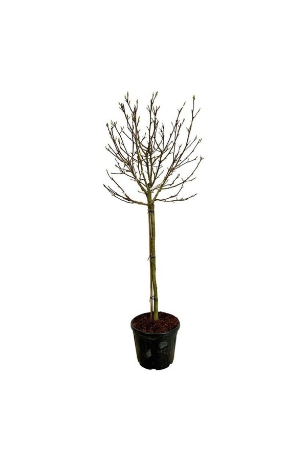 Beverboom Magnolia Alba Superba
