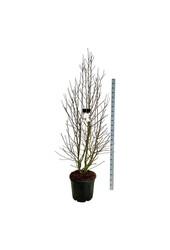 Beverboom Magnolia loebneri Merrill
