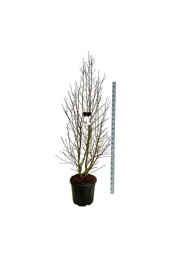 Beverboom Magnolia loebneri Merrill