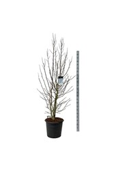Beverboom Magnolia kobus