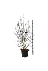 Beverboom Magnolia kobus