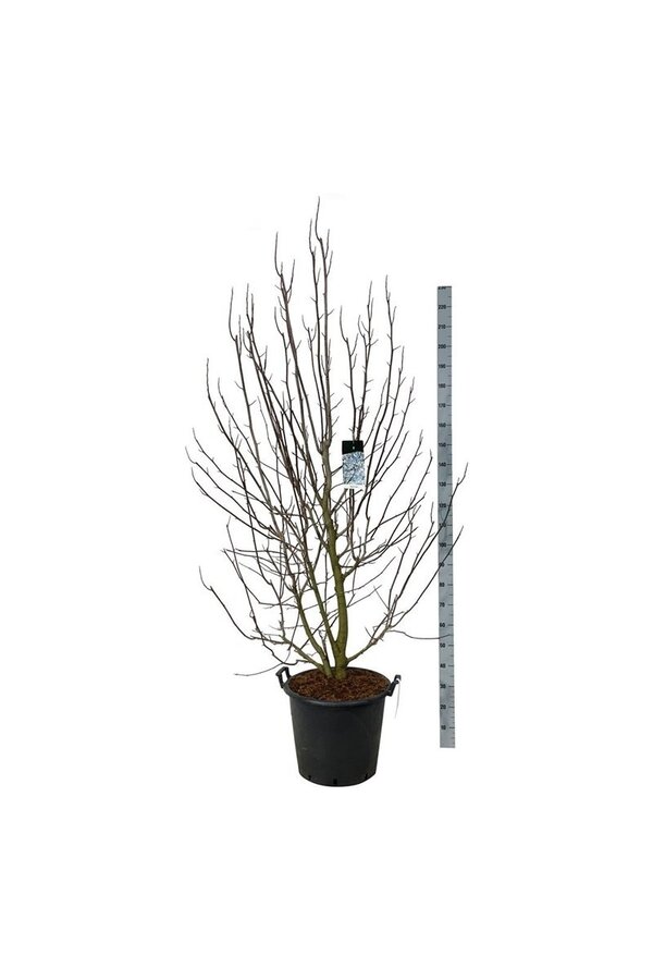 Beverboom Magnolia kobus