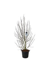 Beverboom Magnolia kobus