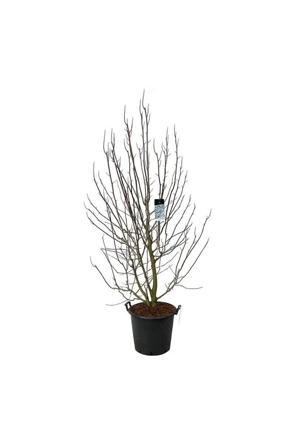 Beverboom Magnolia kobus