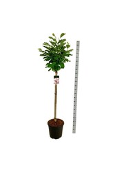 Magnolia Pink Beauty