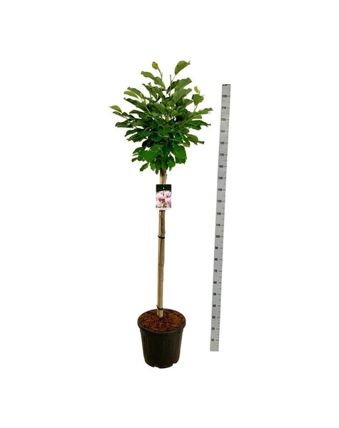 Magnolia