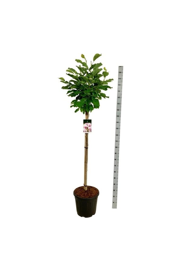 Magnolia Pink Beauty