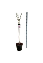 Beverboom Magnolia Pink Beauty