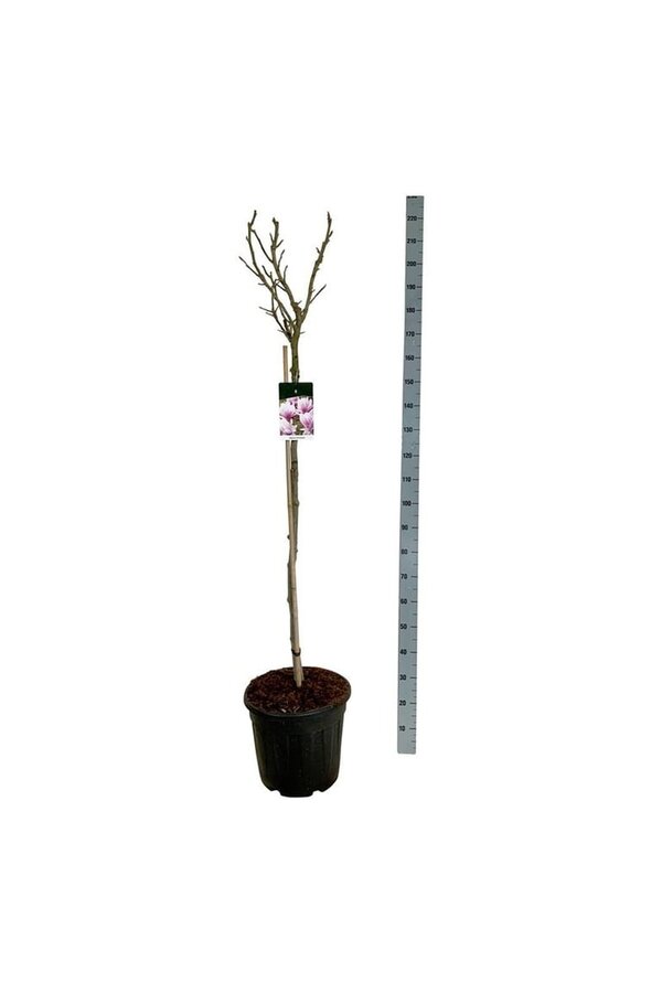 Beverboom Magnolia Pink Beauty