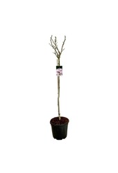 Beverboom Magnolia Pink Beauty
