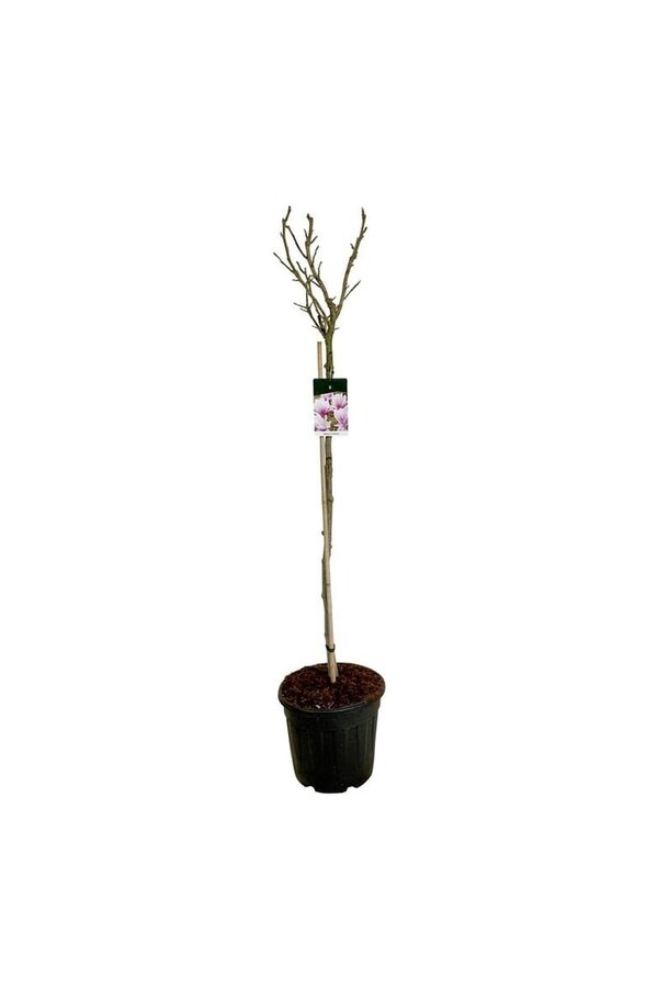 Beverboom Magnolia Pink Beauty