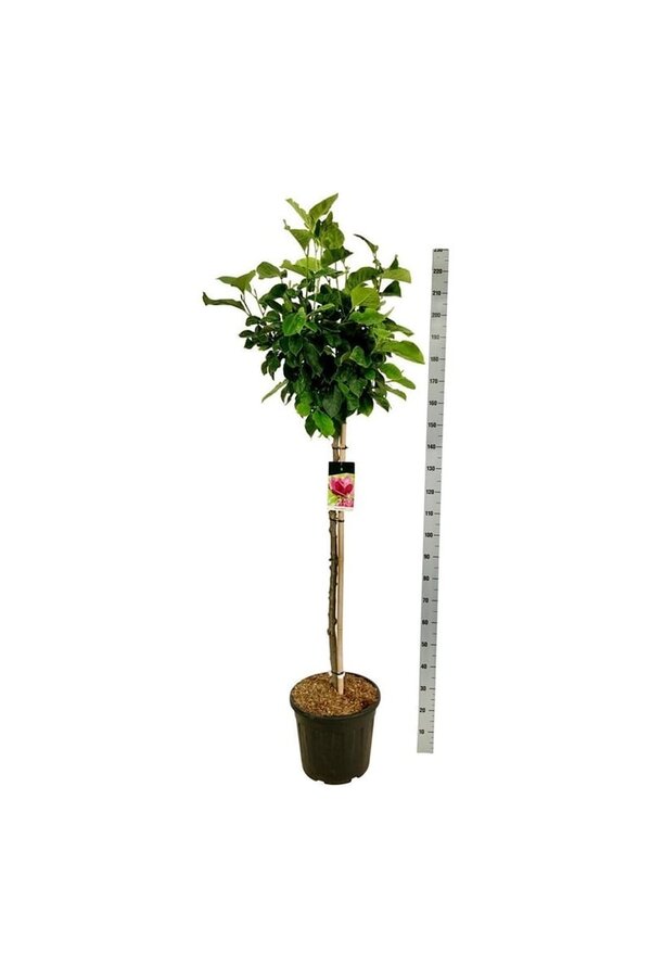 Magnolia Genie (pbr)