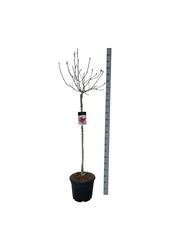 Magnolia Genie (pbr)