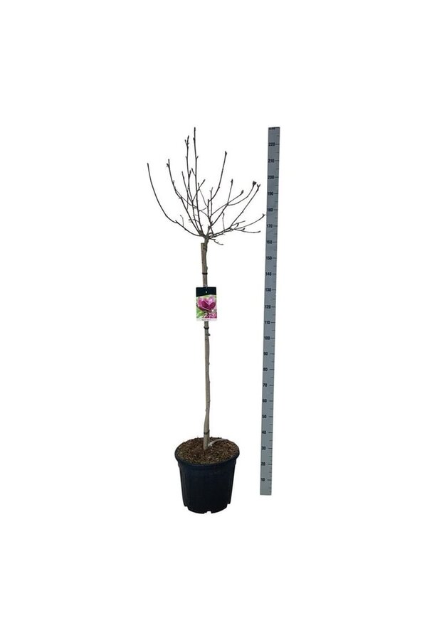 Beverboom Magnolia Genie (pbr)