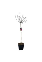 Beverboom Magnolia Genie (pbr)