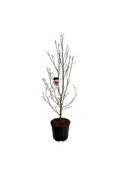 Beverboom Magnolia Genie (pbr)