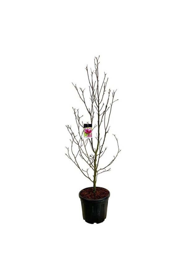Beverboom Magnolia Genie (pbr)