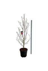 Beverboom Magnolia Genie (pbr)