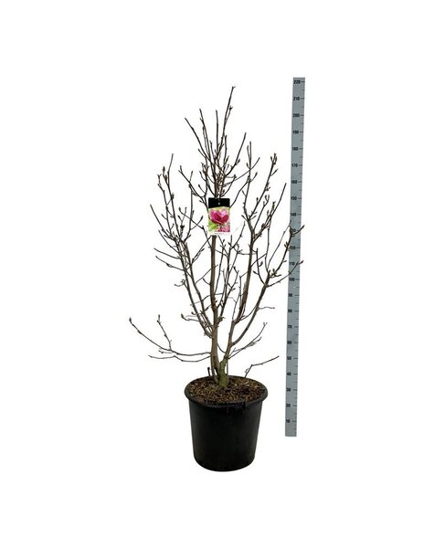 Magnolia