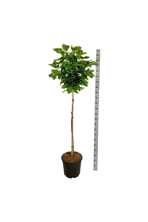 Beverboom Magnolia Daphne