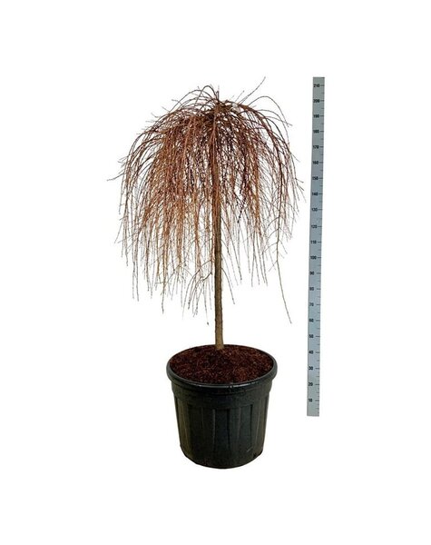 Larix