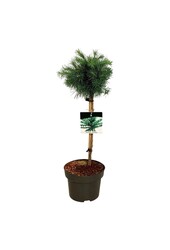 Larix Grey Pearl