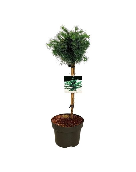 Larix