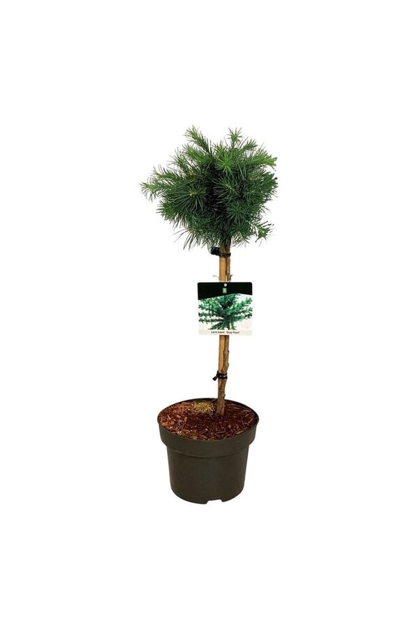 Larix Grey Pearl