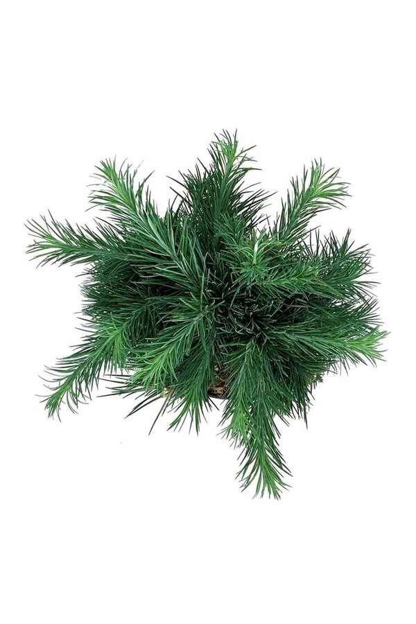 Larix Grey Pearl