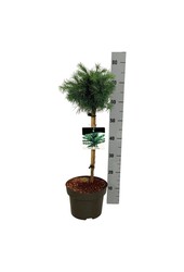 Larix Grey Pearl