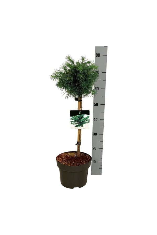 Larix Grey Pearl