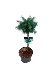 Larix Grey Pearl