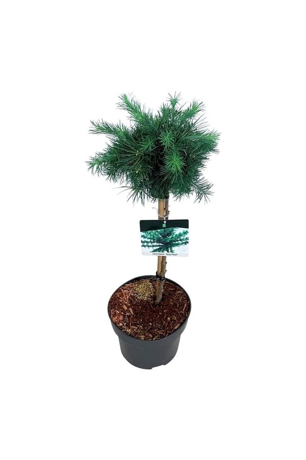 Larix Grey Pearl
