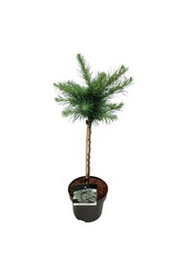 Larix Blue Dwarf