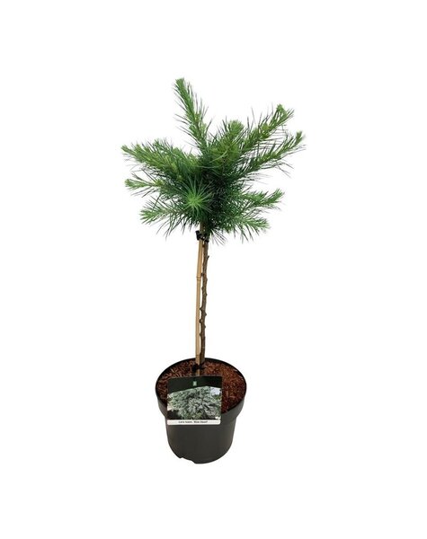 Larix