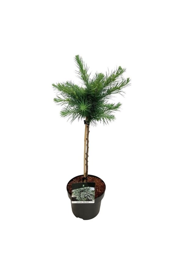 Larix Blue Dwarf