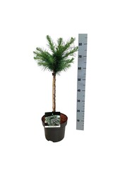 Larix Blue Dwarf