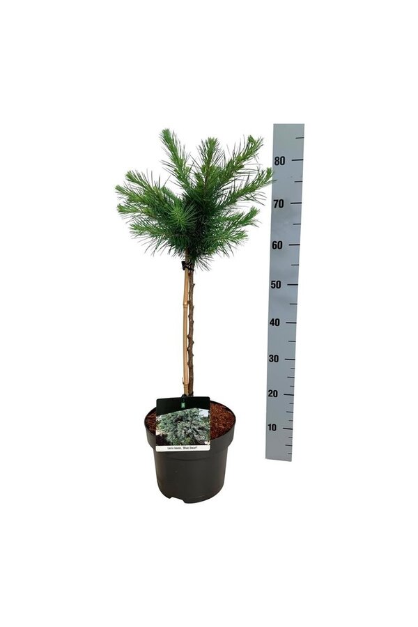 Larix Blue Dwarf
