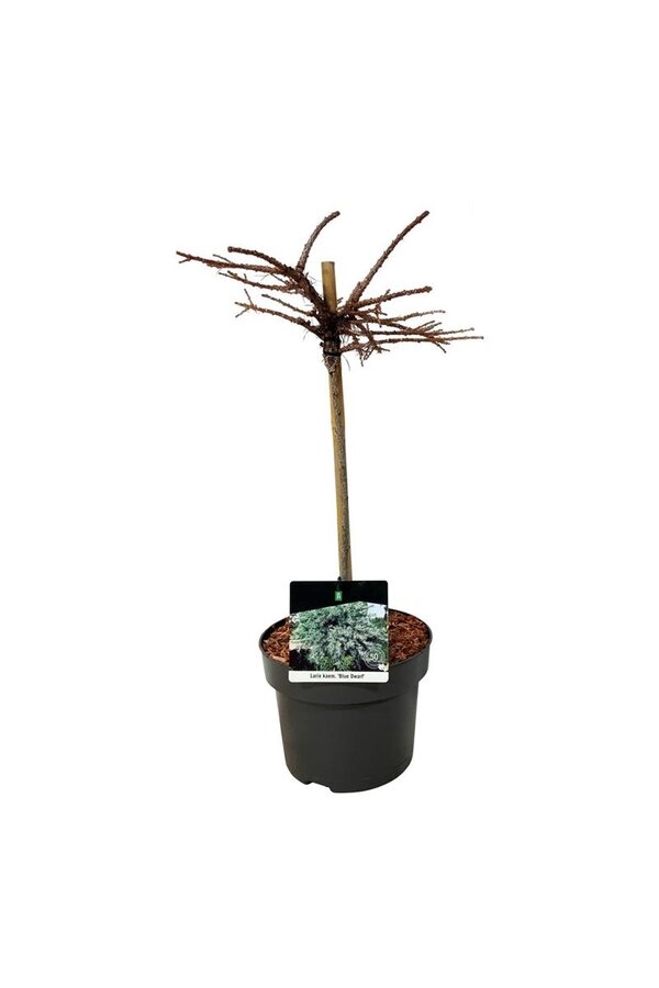 Larix Blue Dwarf