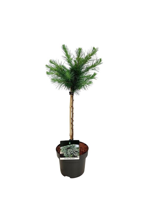 Larix Blue Dwarf