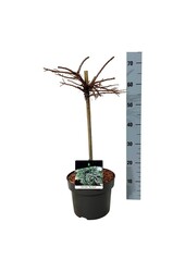 Larix Blue Dwarf
