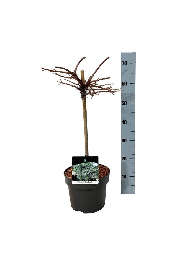 Larix Blue Dwarf